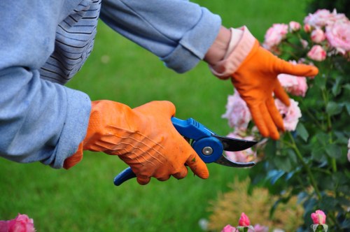 Professional tree surgery assessment in Southwark